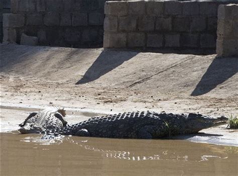 Thousands of crocodiles on the loose along South Africa-Botswana border - oregonlive.com