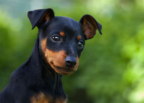 For the Best Fencing for Small Dogs, Choose Closely-Spaced Pickets