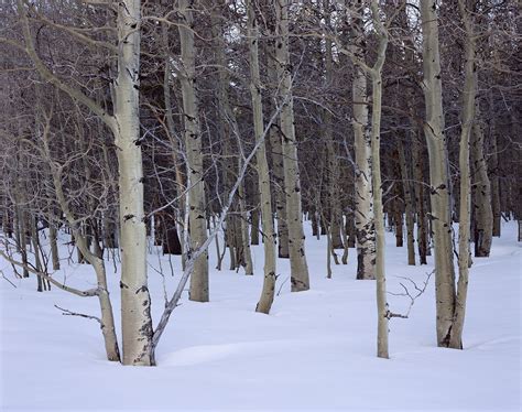 Quiet Aspens and Snow, Aspen Grove in Winter, Fallen Leaf Lake, Lake Tahoe