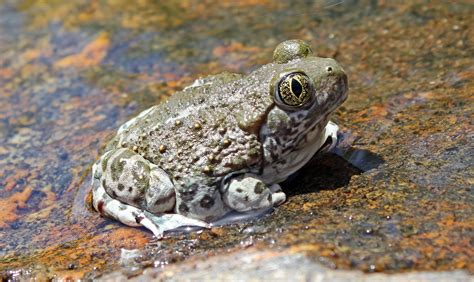 Spadefoot toad | burrowing, nocturnal, desert | Britannica