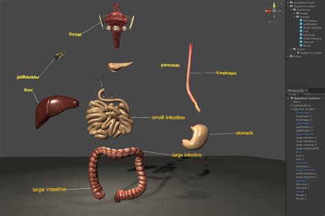 Download : digestive system 3D Model