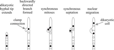 Dikaryotic Cells of Fungi Are Best Described as Containing