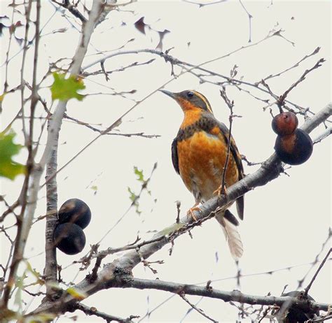 Central Valley Birds - Central Valley Bird Club | California Bird ...