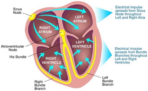 What is sinoatrial node and what is its function? | Socratic