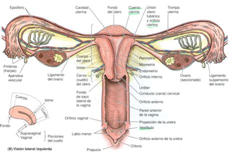 Partes del aparato reproductor femenino - Blog didáctico