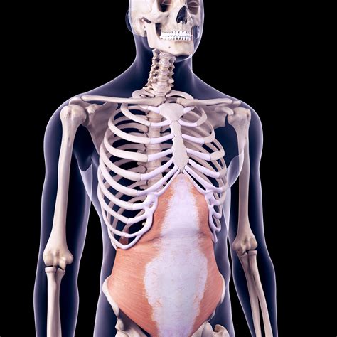 Muscles In Lower Left Abdomen : Left Vs Right Back And Abdominal Pain ...