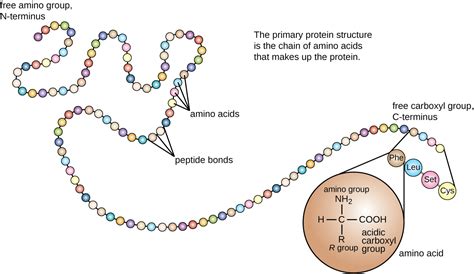 Protein Sequencing of Edman Degradation - Creative Proteomics Blog