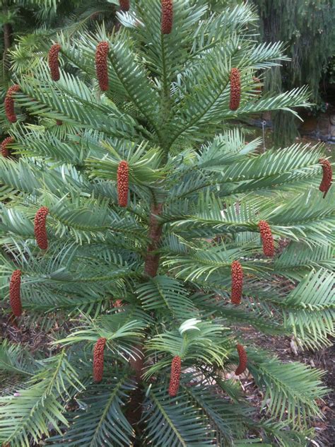 australian native pine trees - Alaine Brunson