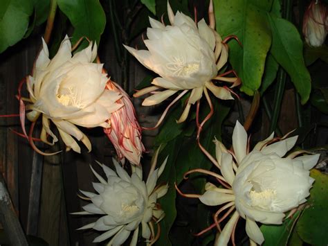 Night-blooming orchid cactus | Epiphyllum oxypetalum | Flickr