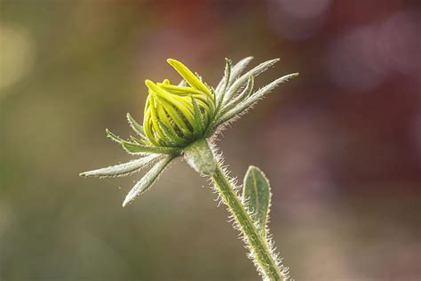 Baby Sunflower Photograph by Sandi Kroll - Fine Art America