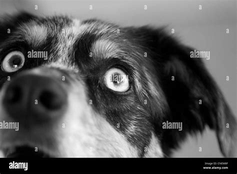 Dogdog Black and White Stock Photos & Images - Alamy