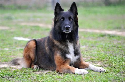 Belgian Shepherd - Everything You Need To Know About This Dog Breed ...