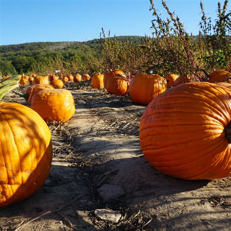 The Best Pumpkin Patch in Your State (P.S. Some Even Have Petting Zoos) | Best pumpkin patches ...