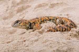 Uromastyx Care Sheet: A-Z Guide on Diet, Habitat, & More!