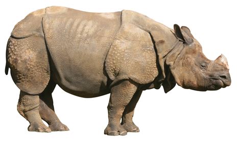 Rhino PNG