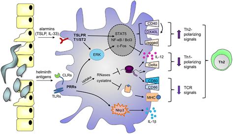 Frontiers | Priming Dendritic Cells for Th2 Polarization: Lessons Learned from Helminths and ...