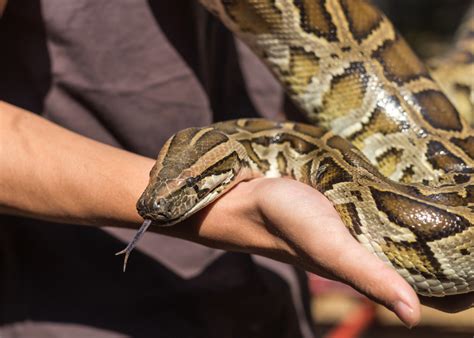 A huge, record-breaking python was caught in Florida