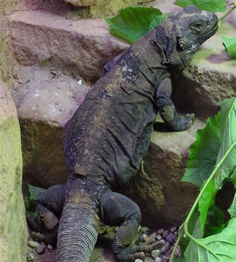 Chuckwalla - Animal Facts and Information | Animal facts, Animals ...