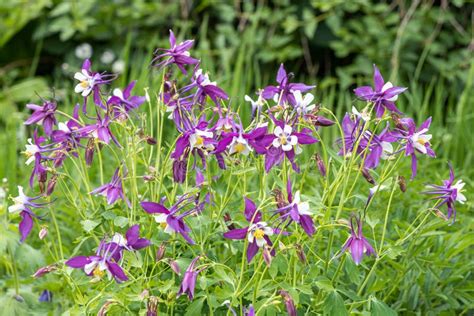 Bouquet of Blue Columbine Flowers is on a Green Leaves Background Stock ...