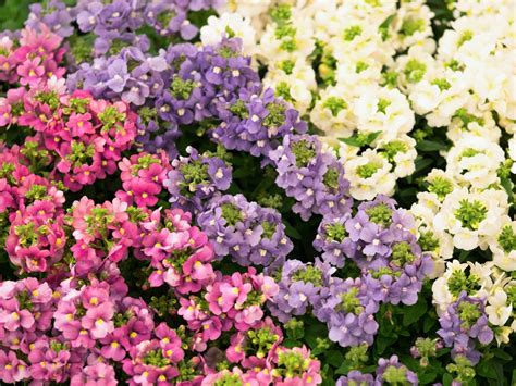 Nemesia Perennial Flower | Best Flower Site