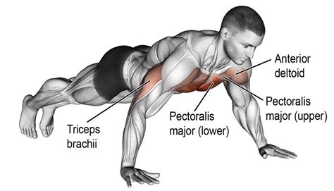 What are the best lower chest exercises