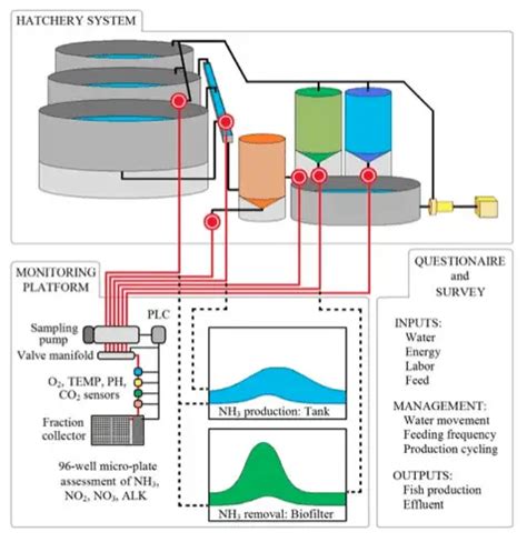 In-depth Look At Aquaculture Systems Recirculation Setup Technology