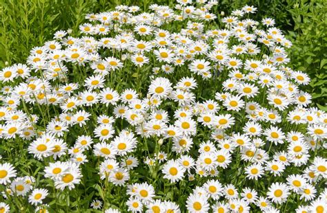 How to Grow and Care for the Oxeye Daisy