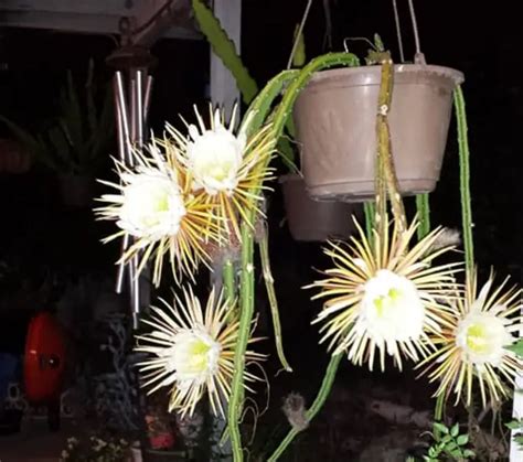 Night Blooming Cereus (Queen of the Night): Care and Propagation Guide – Citycacti