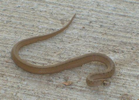 Baby Copperhead Snake -1 by Rubyfire14-Stock on DeviantArt