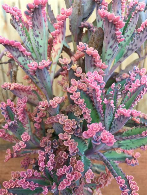 Beautiful Kalanchoe “Pink Butterflies ”2 CUTTINGS ONLY" succulent cactus plant | eBay Succulent ...