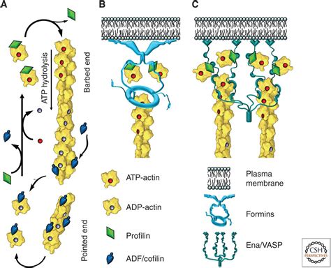 The Actin Cytoskeleton and Actin-Based Motility