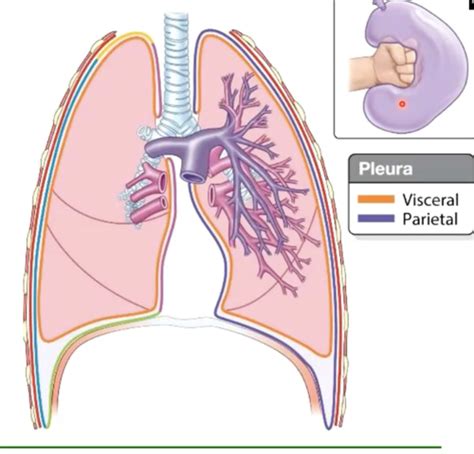 Lungs and Diaphragm Flashcards | Quizlet