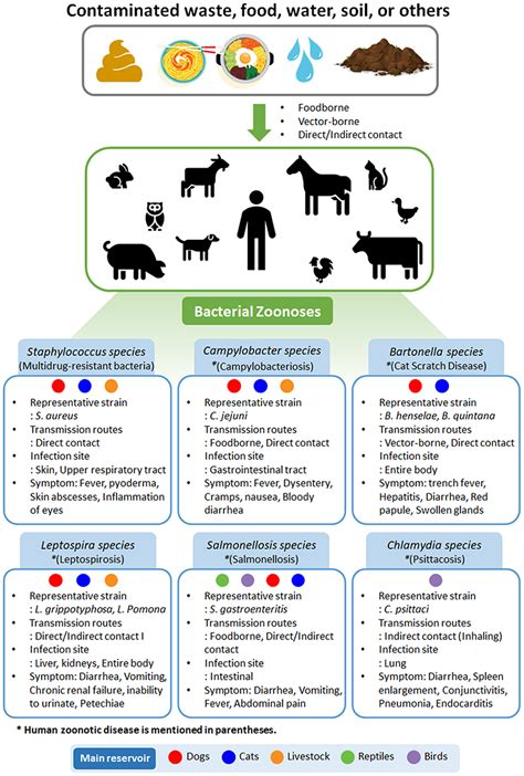 Zoonosis Tigre