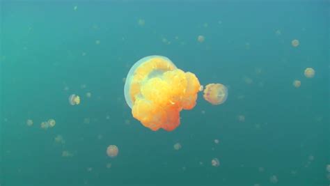 Golden Jellyfish In Freshwater Jellyfish Lake, Palau, Micronesia Stock ...