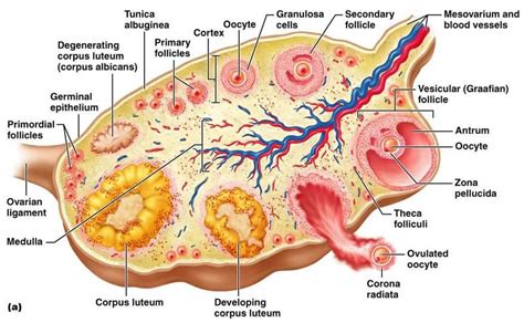 corpus luteum | Reproductive system, Female reproductive system anatomy, Female reproductive system