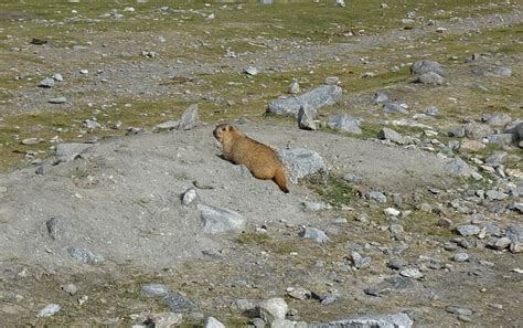 Himalayan Marmot Marmota - Free photo on Pixabay - Pixabay