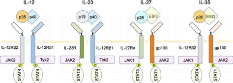 IL-12 family cytokines, receptors, and signaling pathways. IL-12 ...