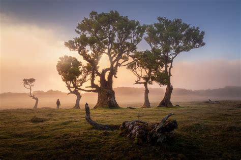 25 Photos of Madeira's Dreamy Fanal Forest by Albert Dros