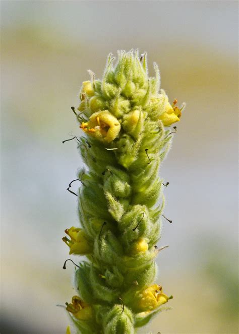 Mullein Cold Infusion - Herbal Remedy for Chronic Coughs and Irritated ...