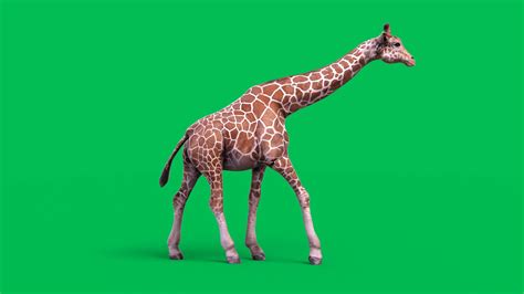 Giraffe animal - 3D Animation - PixelBoom