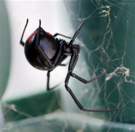 Why you may be seeing more black widow spiders in Colorado this season | Flipboard