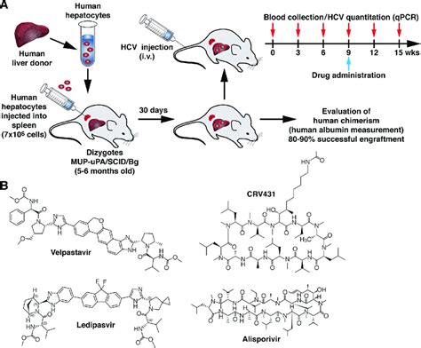 Humanized-liver mouse model for HCV infection. A. Experimental design ...