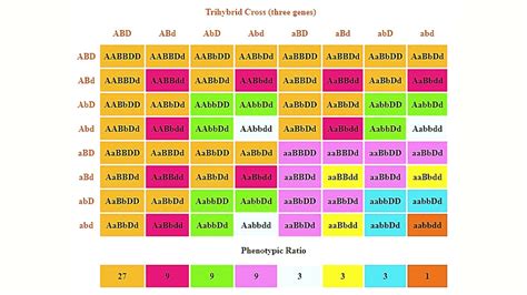 Trihybrid Cross Punnett Square