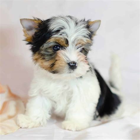 Biewer Terrier Puppies For Sale • Adopt Your Puppy Today • Infinity Pups