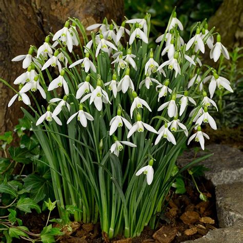 Buy Giant Flowering Snowdrops | J Parkers Dutch Bulbs | Potted plants ...