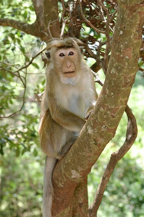 Toque Macaque Sigiriya Wildlife Toque Photo Background And Picture For ...