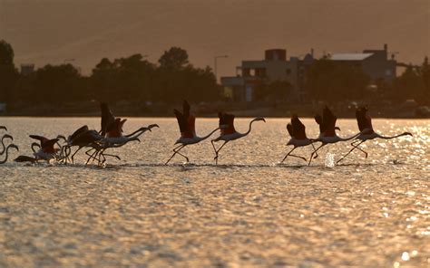 Flamingo migration starts gathering pace | eKathimerini.com