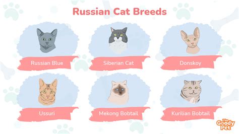 Strange But Beautiful: 11 Exotic Russian Cat Breeds - The Goody Pet