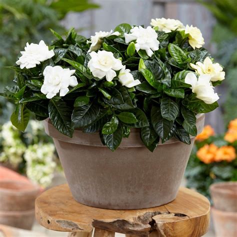 Buy gardenia Gardenia jasminoides: Delivery by Waitrose Garden