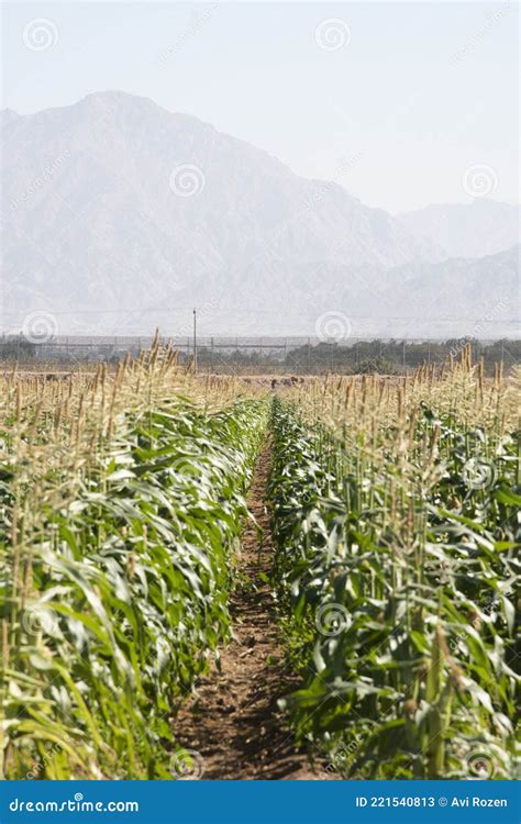 Corn Plantation Maize Agriculture, Green Landscaping with Copy Space ...